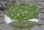 Duckweed thermal adaptation